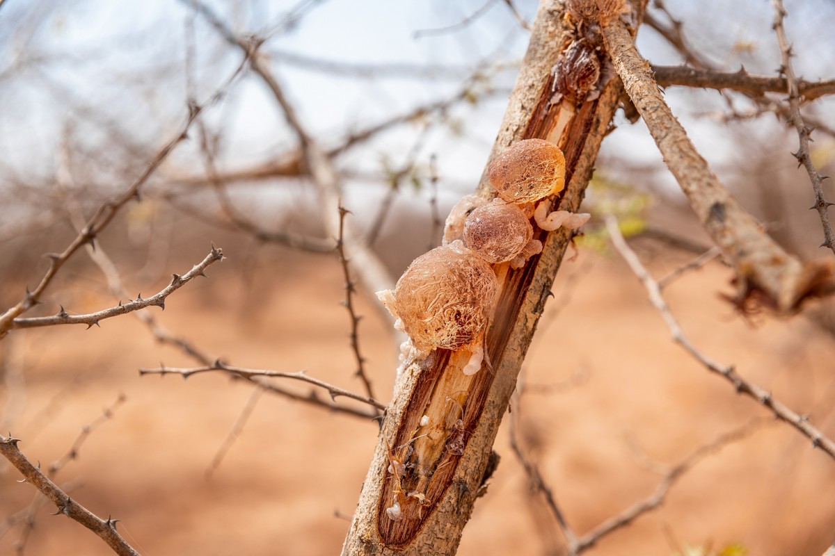 arabic gum from Chad